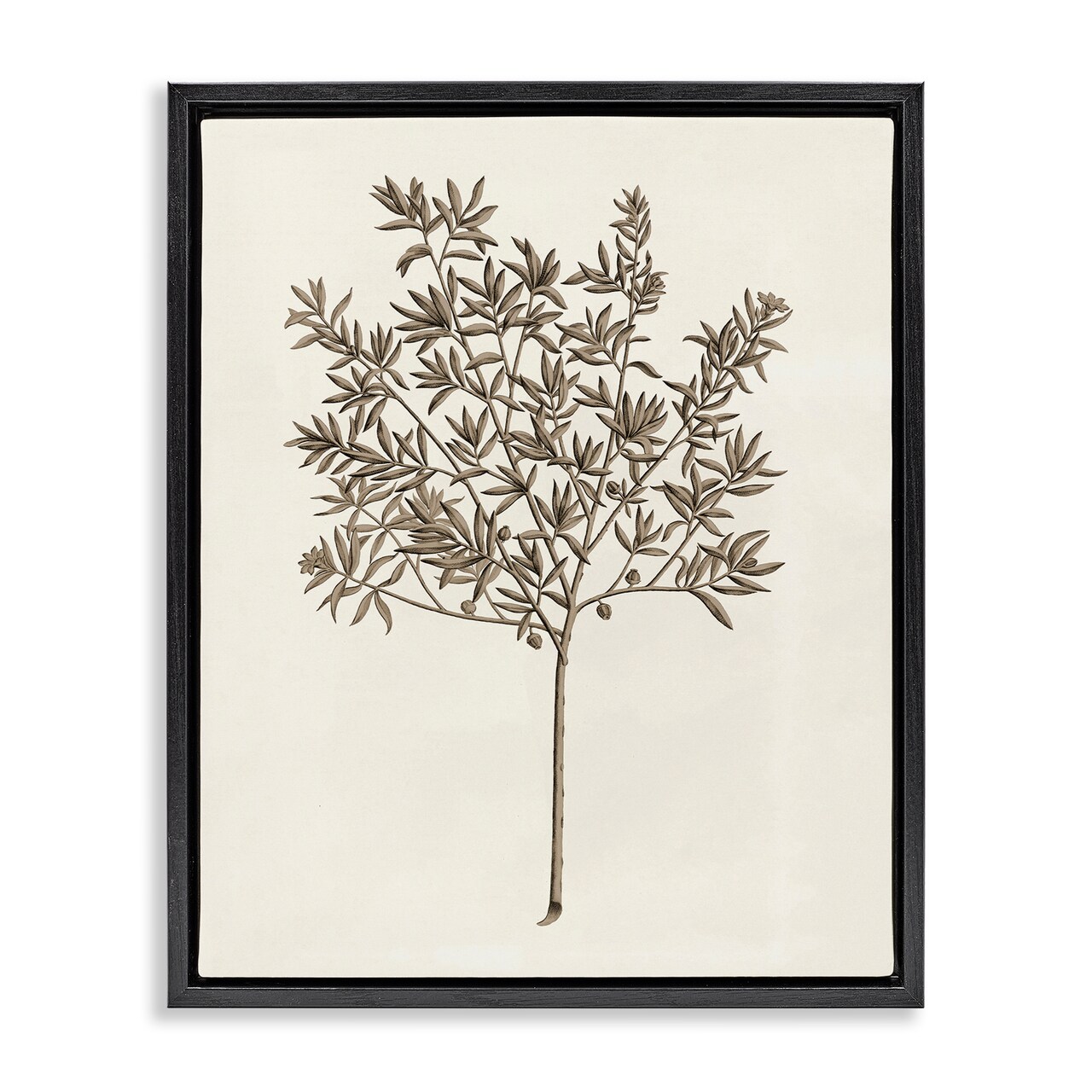 Stupell Industries Vintage Study of Olive Tree Floating Frame Design by Phillipa Katz